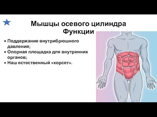 Мышцы осевого цилиндра Функции Поддержание внутрибрюшного давления; Опорная площадка для внутренних органов; Наш естественный «корсет».