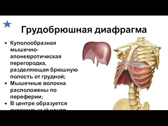 Грудобрюшная диафрагма Куполообразная мышечно-апоневротическая перегородка, разделяющая брюшную полость от грудной; Мышечные волокна