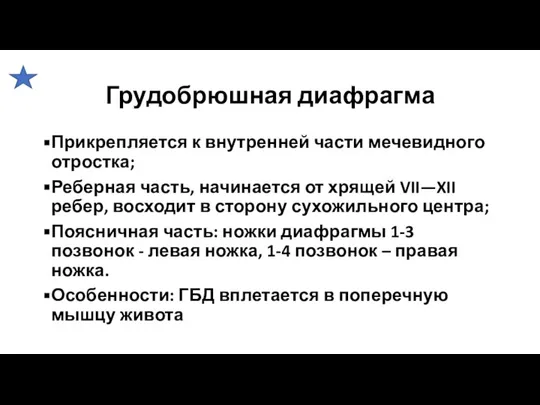 Грудобрюшная диафрагма Прикрепляется к внутренней части мечевидного отростка; Реберная часть, начинается от