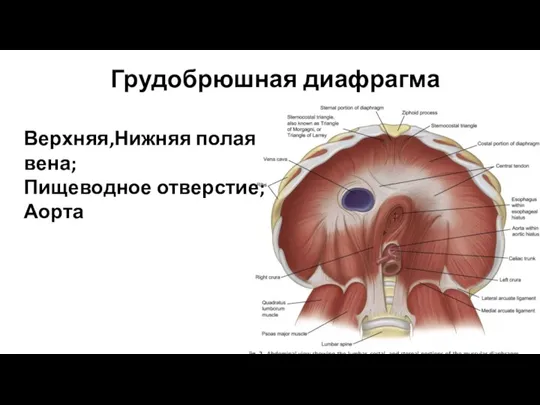 Грудобрюшная диафрагма Верхняя,Нижняя полая вена; Пищеводное отверстие; Аорта