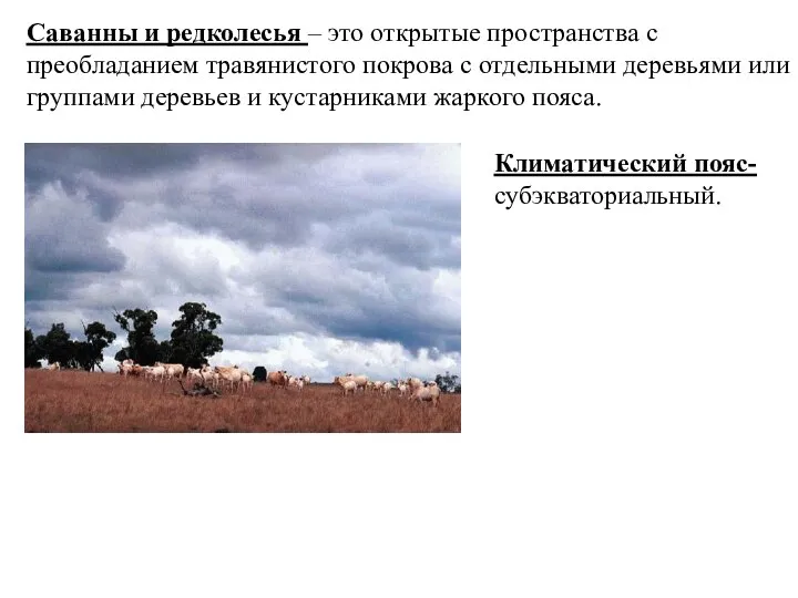 Саванны и редколесья – это открытые пространства с преобладанием травянистого покрова с