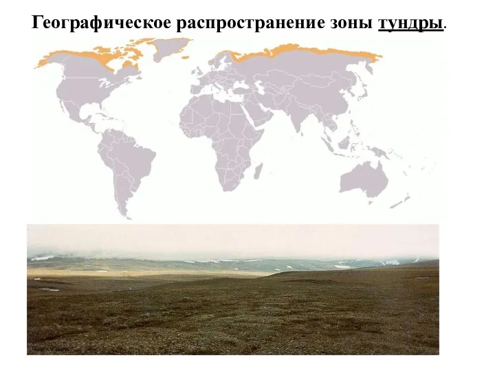 Географическое распространение зоны тундры.