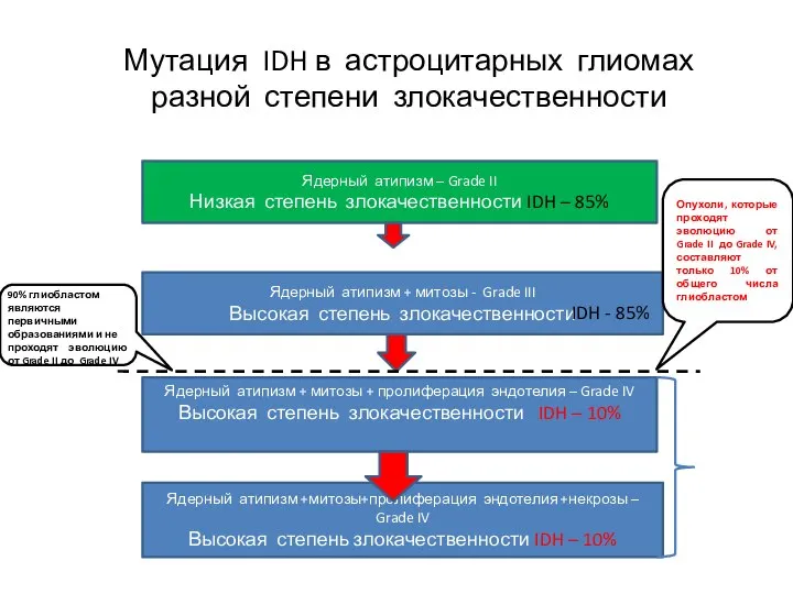 Ядерный атипизм – Grade II Низкая степень злокачественности IDH – 85% Ядерный