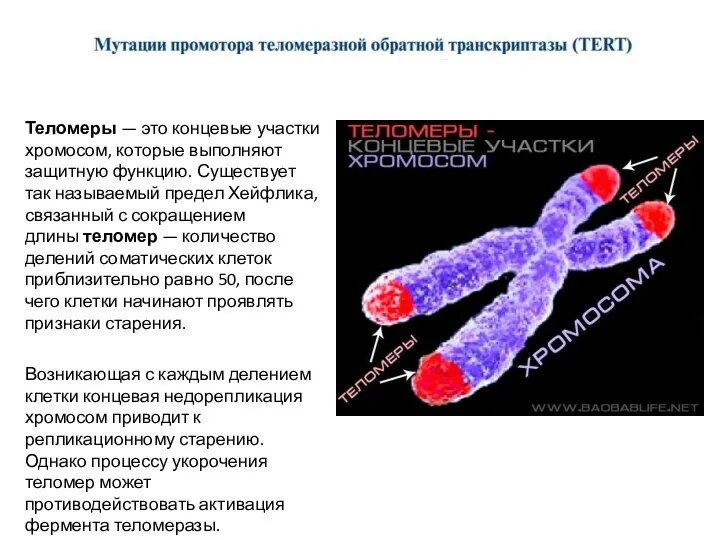 Теломеры — это концевые участки хромосом, которые выполняют защитную функцию. Существует так