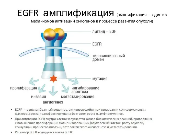 EGFR амплификация (амплификация — один из механизмов активации онкогенов в процессе развития опухоли)