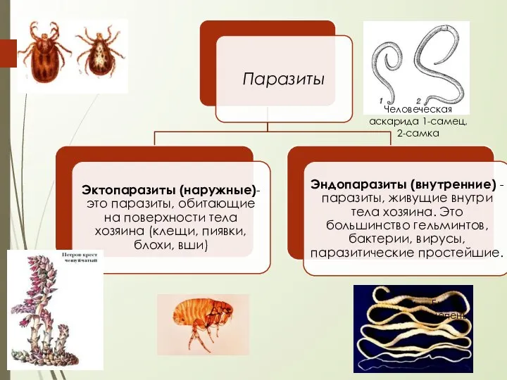 Человеческая аскарида 1-самец, 2-самка Бычий цепень