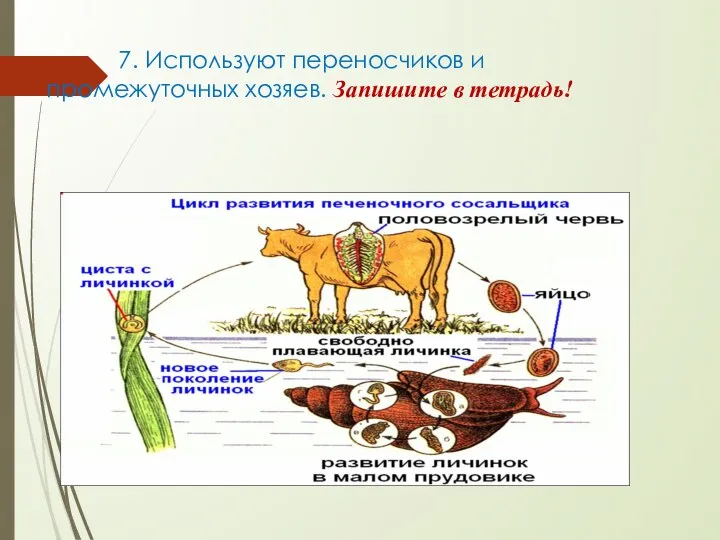 7. Используют переносчиков и промежуточных хозяев. Запишите в тетрадь!