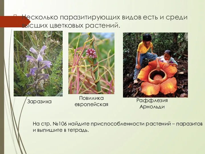 Несколько паразитирующих видов есть и среди высших цветковых растений. Заразиха Повилика европейская