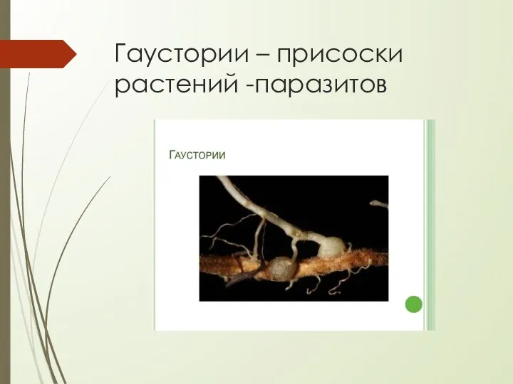 Гаустории – присоски растений -паразитов