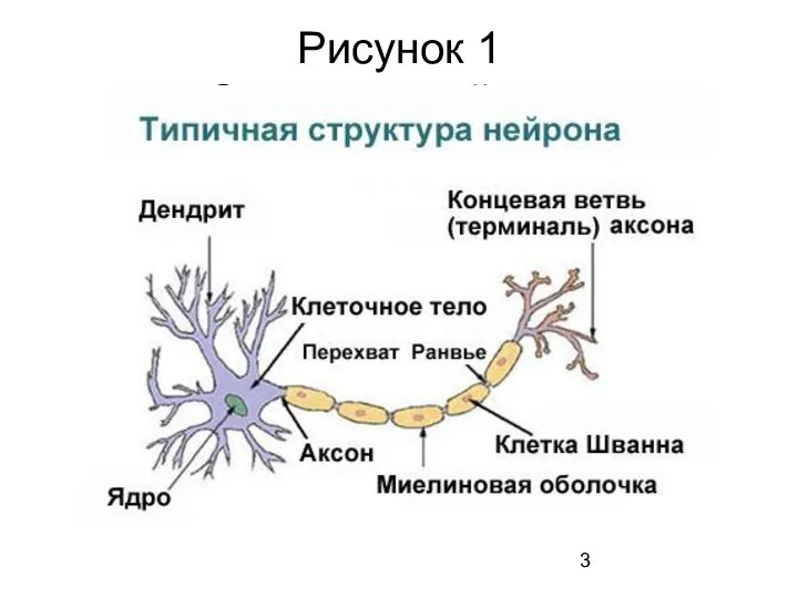 Рисунок 1 Строение нейрона