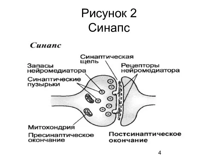 Рисунок 2 Синапс