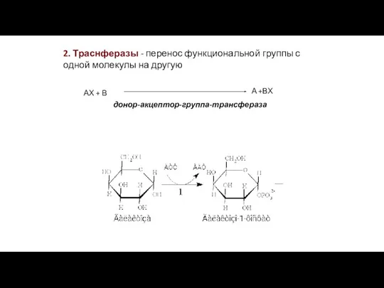 2. Траснферазы - перенос функциональной группы с одной молекулы на другую АХ