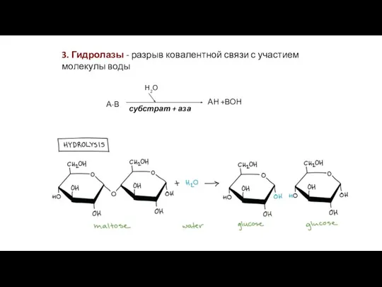 3. Гидролазы - разрыв ковалентной связи с участием молекулы воды субстрат + аза