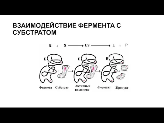 ВЗАИМОДЕЙСТВИЕ ФЕРМЕНТА С СУБСТРАТОМ