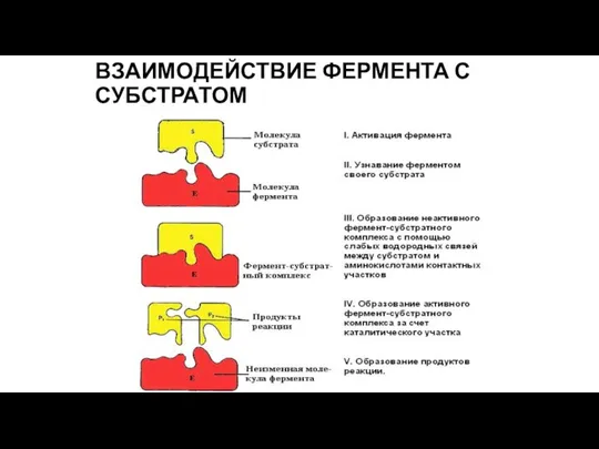 ВЗАИМОДЕЙСТВИЕ ФЕРМЕНТА С СУБСТРАТОМ