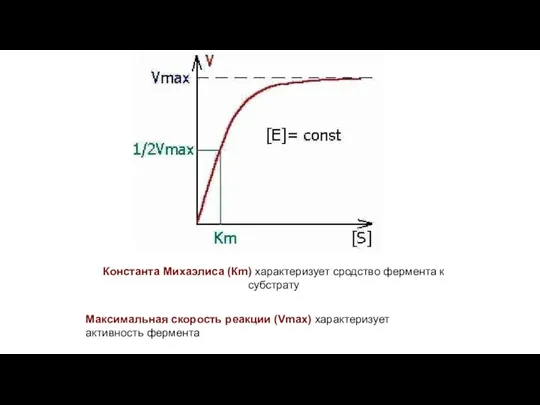 Константа Михаэлиса (Кm) характеризует сродство фермента к субстрату Максимальная скорость реакции (Vmax) характеризует активность фермента