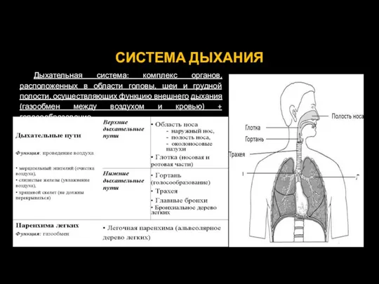 СИСТЕМА ДЫХАНИЯ Дыхательная система: комплекс органов, расположенных в области головы, шеи и