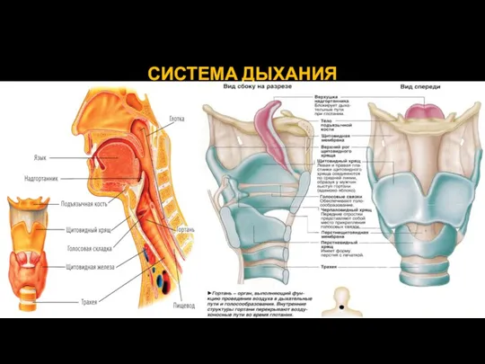 СИСТЕМА ДЫХАНИЯ