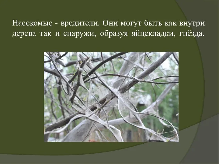 Насекомые - вредители. Они могут быть как внутри дерева так и снаружи, образуя яйцекладки, гнёзда.