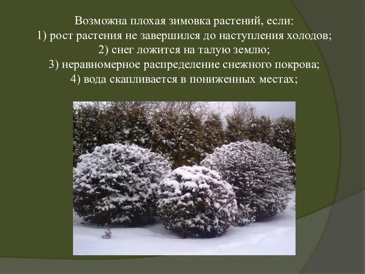 Возможна плохая зимовка растений, если: 1) рост растения не завершился до наступления