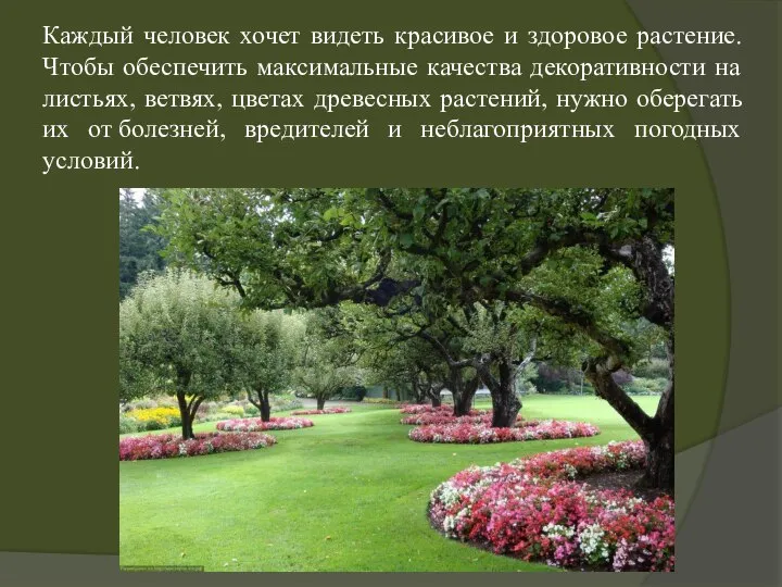 Каждый человек хочет видеть красивое и здоровое растение. Чтобы обеспечить максимальные качества