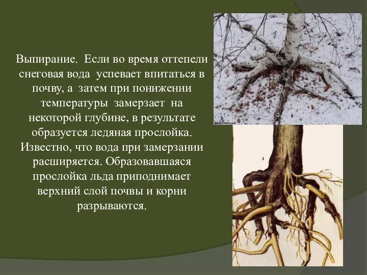 Выпирание. Если во время оттепели снеговая вода успевает впитаться в почву, а