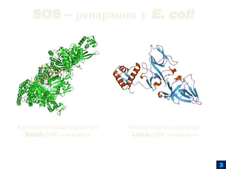 SOS – репарация у E. coli 3 Кристаллическая структура RecA-ДНК комплекса Молекулярная структура LexA-ДНК комплекса