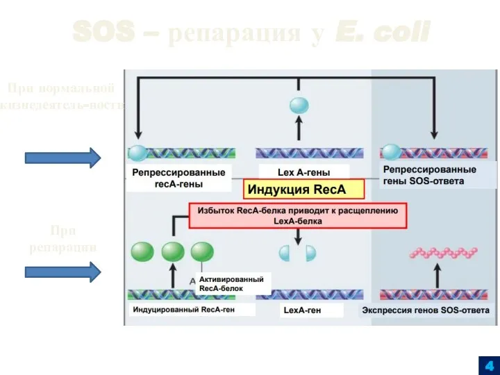 4 SOS – репарация у E. coli При нормальной жизнедеятель-ности При репарации