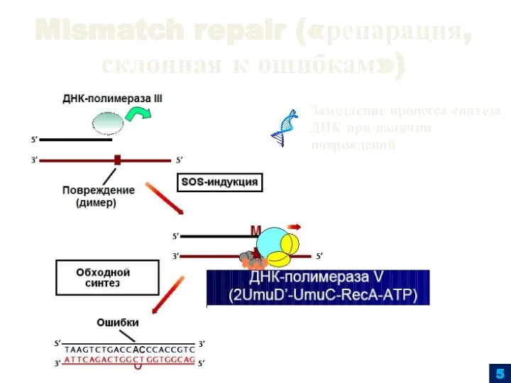 5 Mismatch repair («репарация, склонная к ошибкам») Замедление процесса синтеза ДНК при наличии повреждений