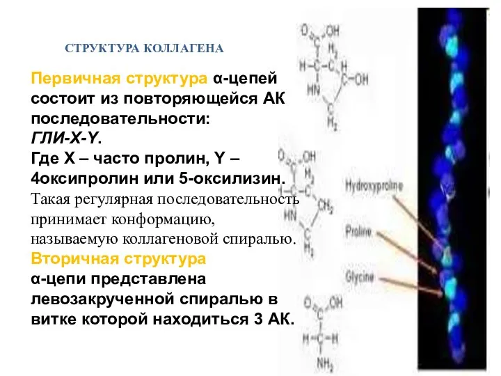 Первичная структура α-цепей состоит из повторяющейся АК последовательности: ГЛИ-X-Y. Где X –