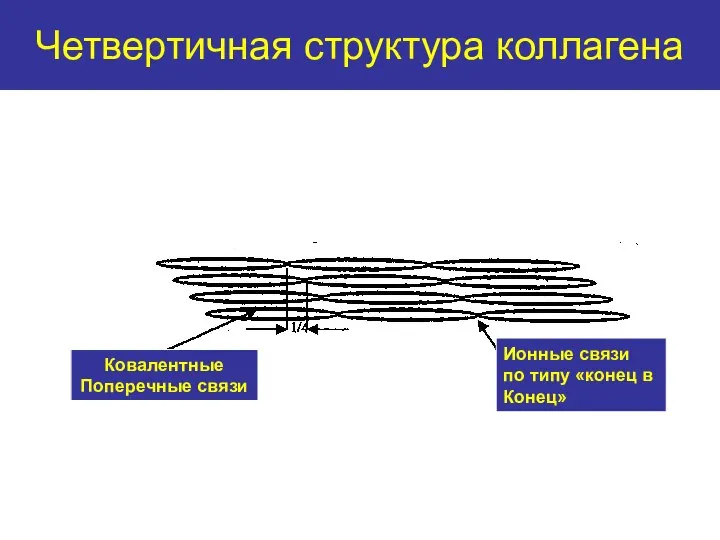 Четвертичная структура коллагена Ковалентные Поперечные связи Ионные связи по типу «конец в Конец»