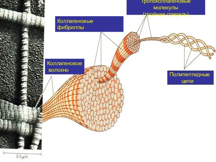 Полипептидные цепи Тропоколлагеновые молекулы (тройная спираль) Коллагеновые фибриллы Коллагеновое волокно