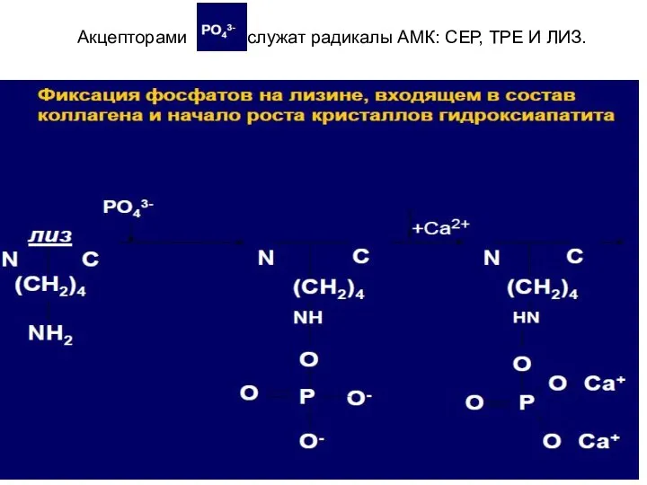 Акцепторами служат радикалы АМК: СЕР, ТРЕ И ЛИЗ.