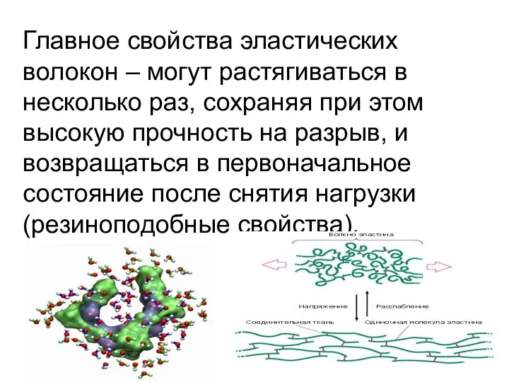 Главное свойства эластических волокон – могут растягиваться в несколько раз, сохраняя при