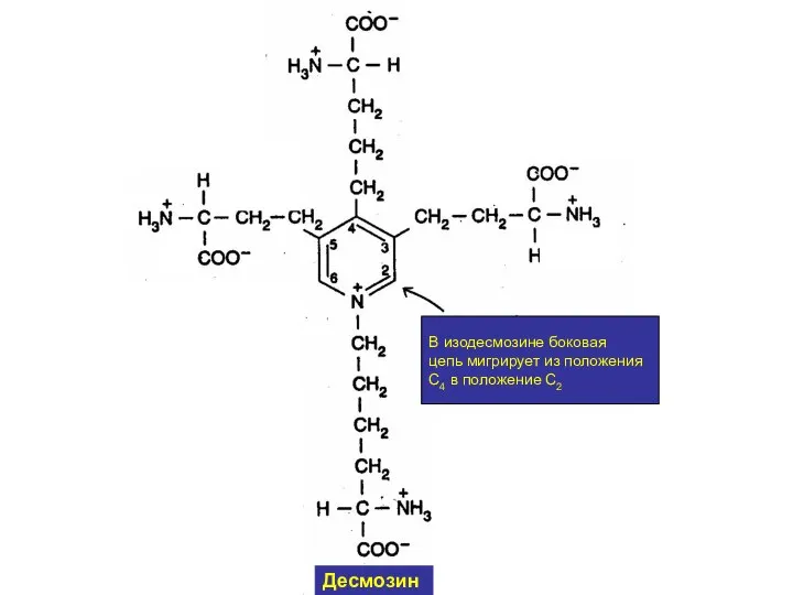 В изодесмозине боковая цепь мигрирует из положения С4 в положение С2 Десмозин