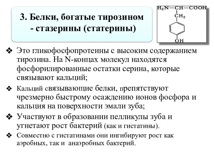 3. Белки, богатые тирозином - стазерины (статерины) Это гликофосфопротеины с высоким содержанием