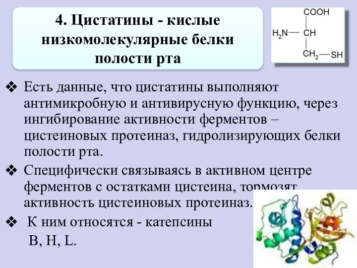 4. Цистатины - кислые низкомолекулярные белки полости рта Есть данные, что цистатины