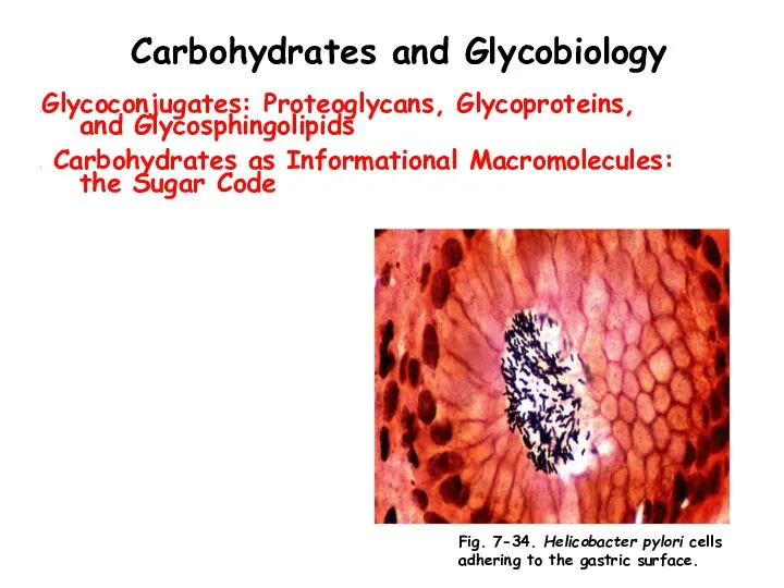 Carbohydrates and Glycobiology Glycoconjugates: Proteoglycans, Glycoproteins, and Glycosphingolipids Carbohydrates as Informational Macromolecules: