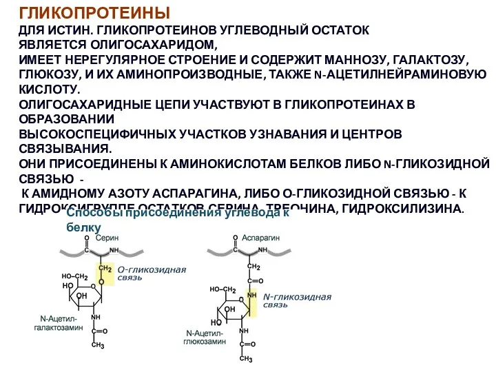 ГЛИКОПРОТЕИНЫ ДЛЯ ИСТИН. ГЛИКОПРОТЕИНОВ УГЛЕВОДНЫЙ ОСТАТОК ЯВЛЯЕТСЯ ОЛИГОСАХАРИДОМ, ИМЕЕТ НЕРЕГУЛЯРНОЕ СТРОЕНИЕ И