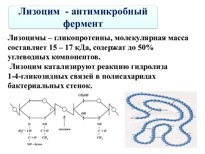 Лизоцим - антимикробный фермент Лизоцимы – гликопротеины, молекулярная масса составляет 15 –