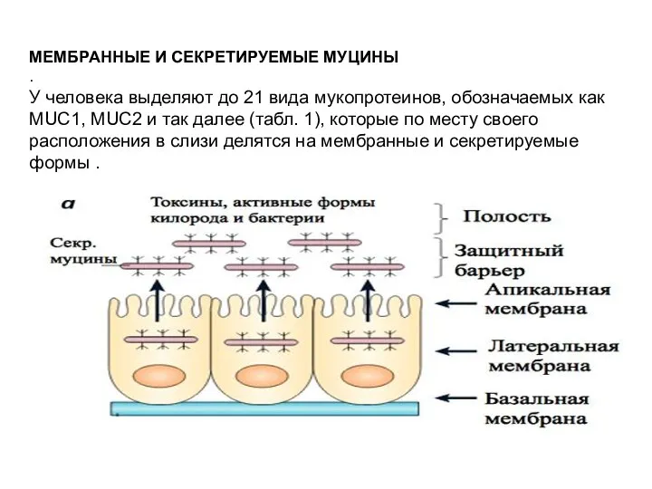 МЕМБРАННЫЕ И СЕКРЕТИРУЕМЫЕ МУЦИНЫ . У человека выделяют до 21 вида мукопротеинов,