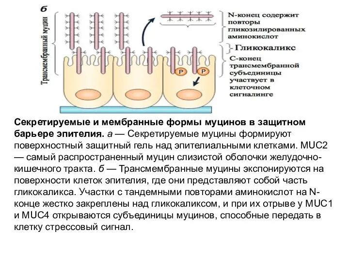 Секретируемые и мембранные формы муцинов в защитном барьере эпителия. а — Секретируемые