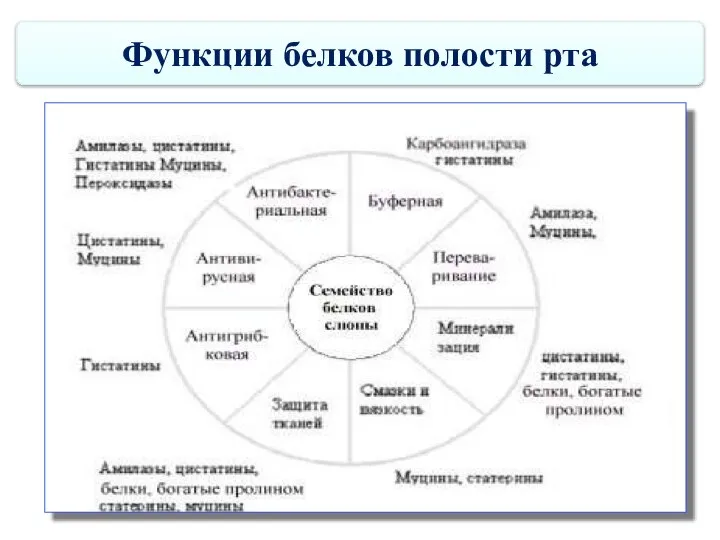 Функции белков полости рта