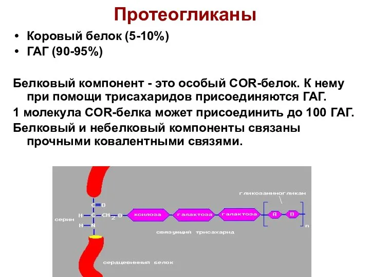 Протеогликаны Коровый белок (5-10%) ГАГ (90-95%) Белковый компонент - это особый COR-белок.