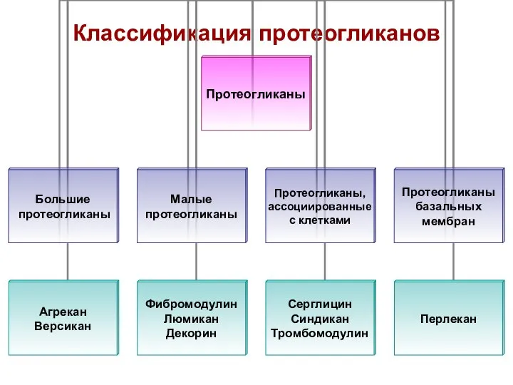 Классификация протеогликанов