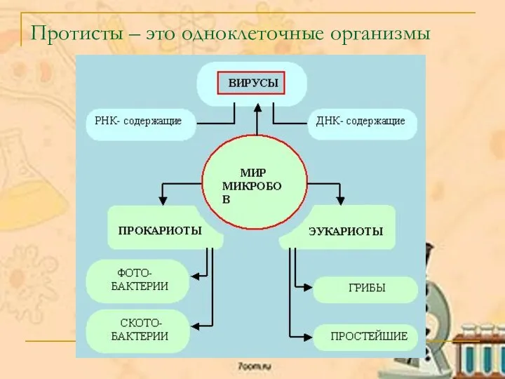 Протисты – это одноклеточные организмы