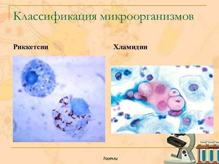 Классификация микроорганизмов Риккетсии Хламидии