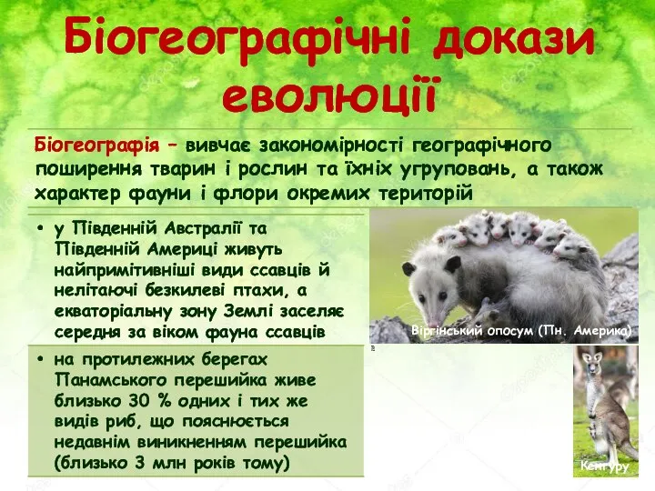 Біогеографічні докази еволюції Казуар Віргінський опосум (Пн. Америка) Кенгуру