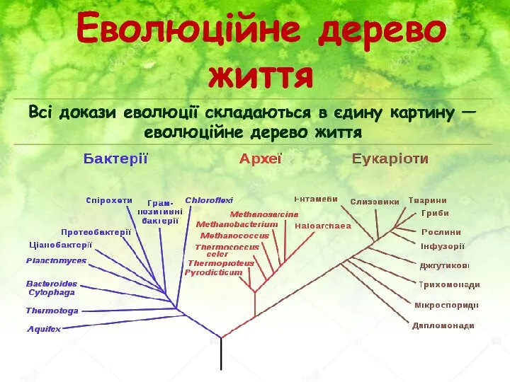 Еволюційне дерево життя