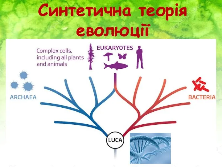 Синтетична теорія еволюції